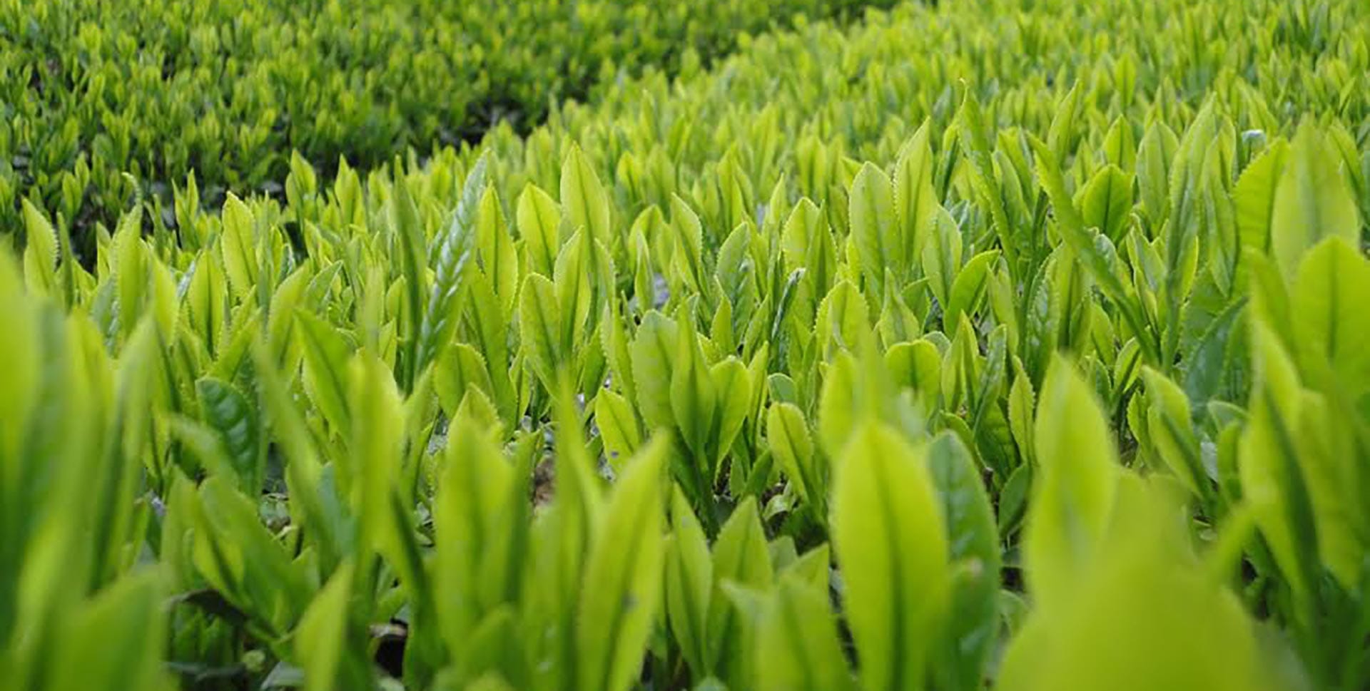 Can I Travel With Matcha?