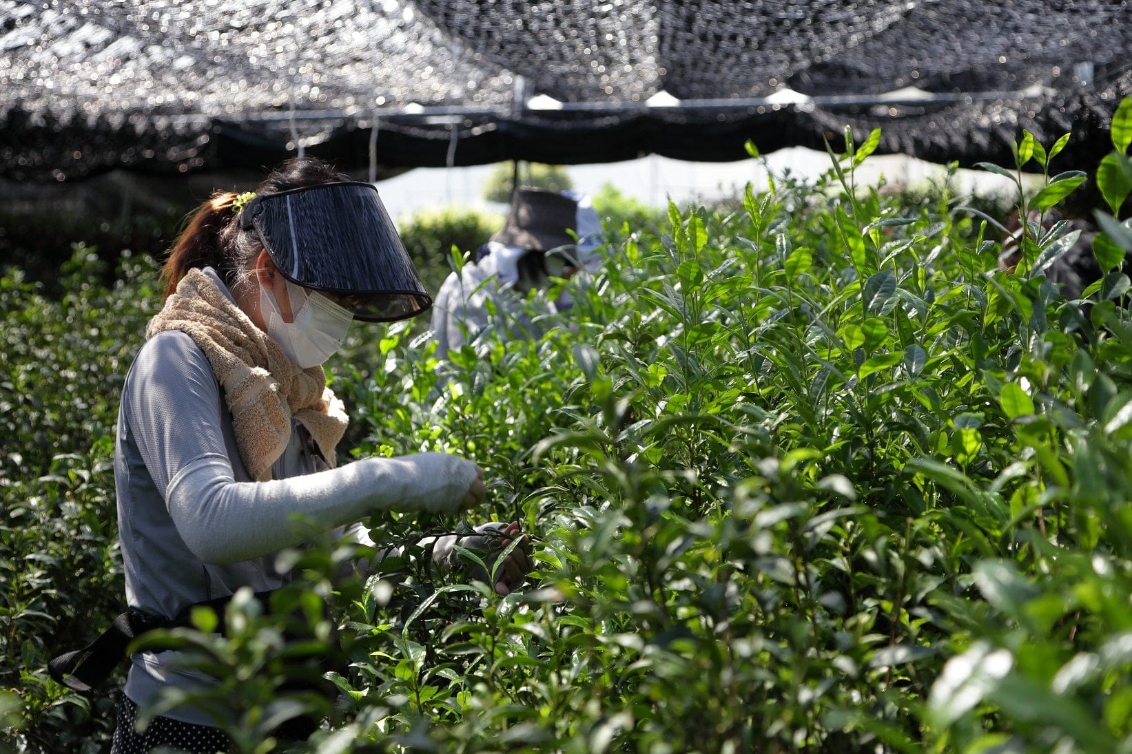 Matcha and Cancer Stem Cells: An Important Study from the University of Salford, UK