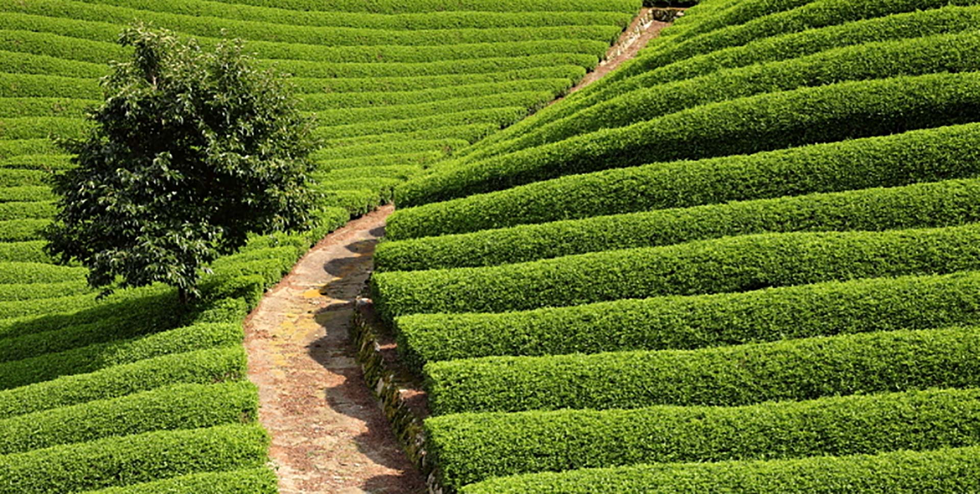 The 10-Minute Matcha Meditation Practice