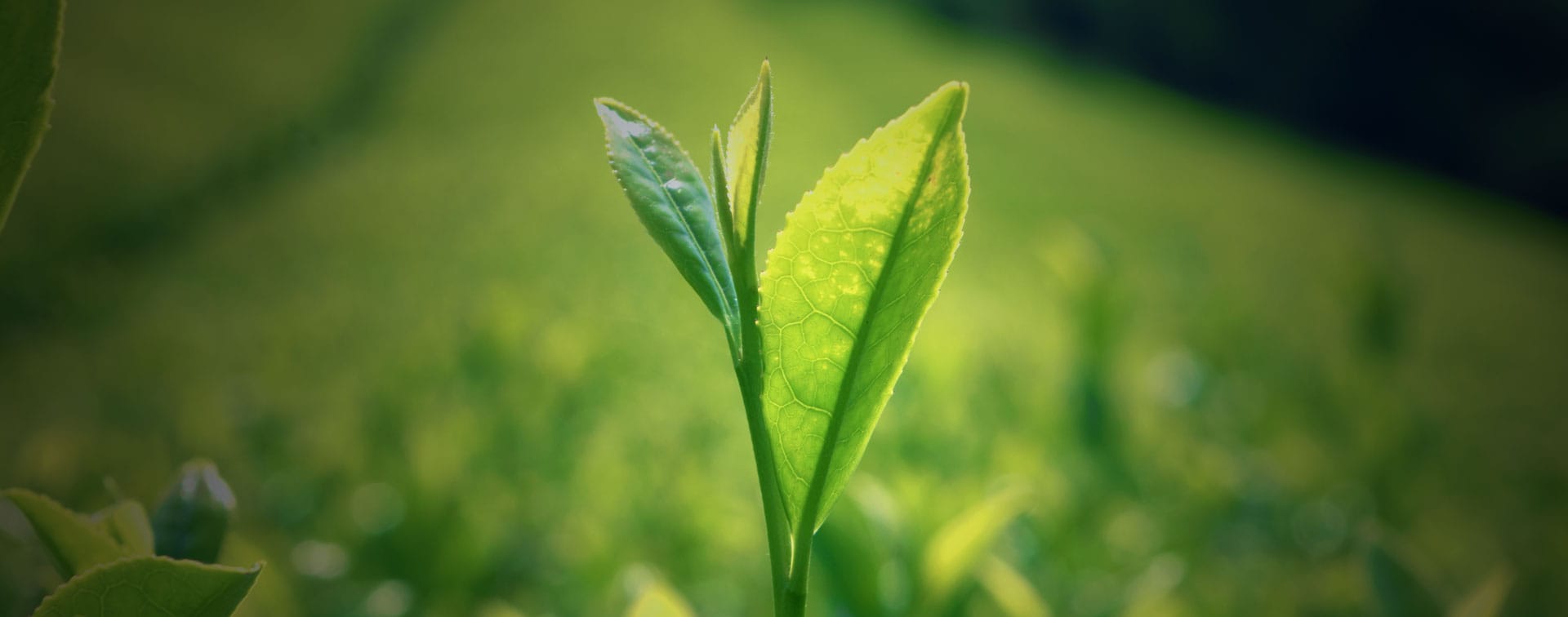 Recovering from Breast Cancer with Matcha