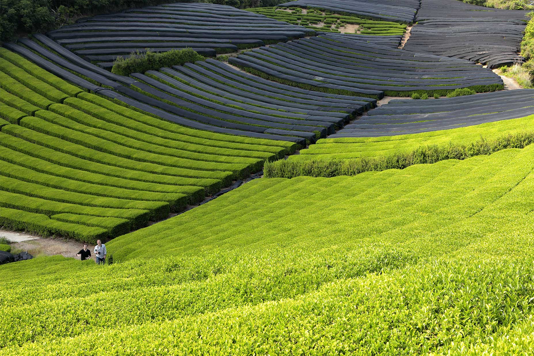 How Matcha is Produced