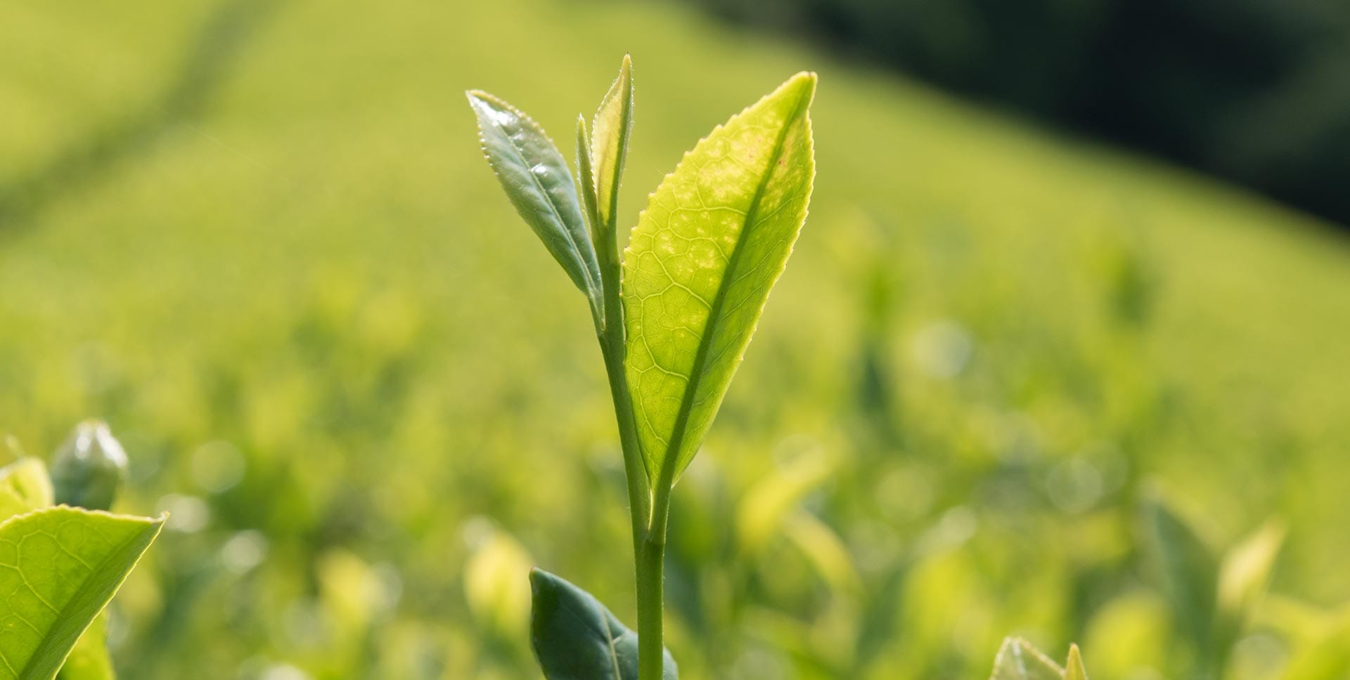 Matcha — Drinking a Plant