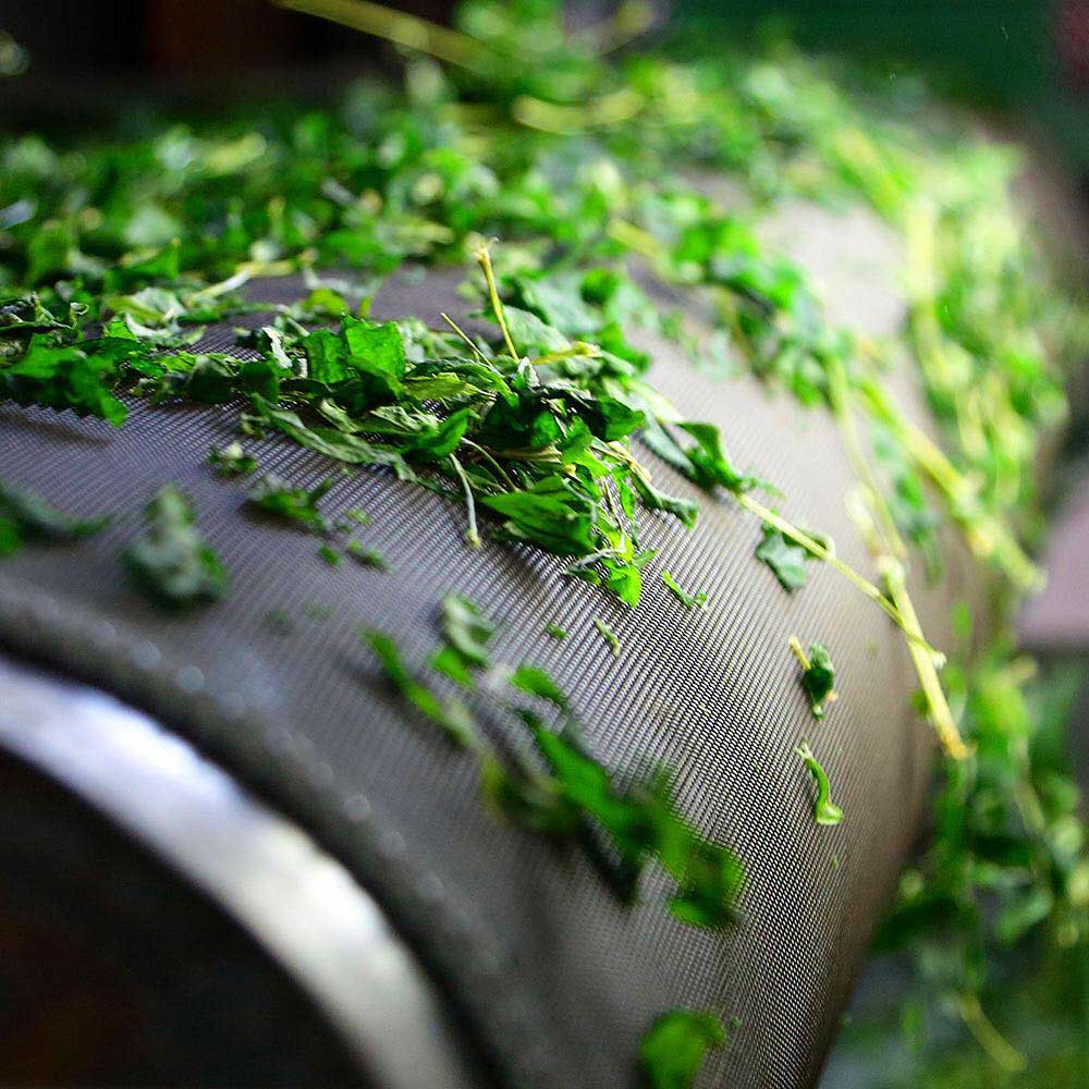 Masterclass in Matcha